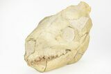 Fossil Oreodont (Merycoidodon) Skull - South Dakota #217197-1